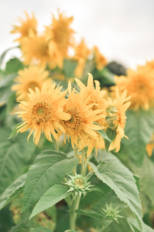 SF-39c5f979ae499151ce.md.jpg